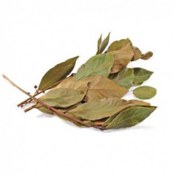 Feuille d'avocat-hoja de...