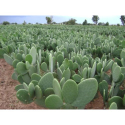 Cactus-nopales Azteca1 kilo